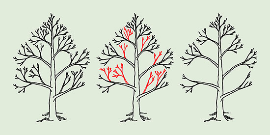 550x275 Collection Of Tree Canopy Drawing High Quality, Free - Almond Tree Sketch