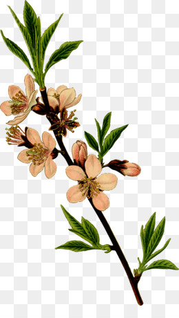 260x460 Tree Project Architecture - Almond Tree Sketch