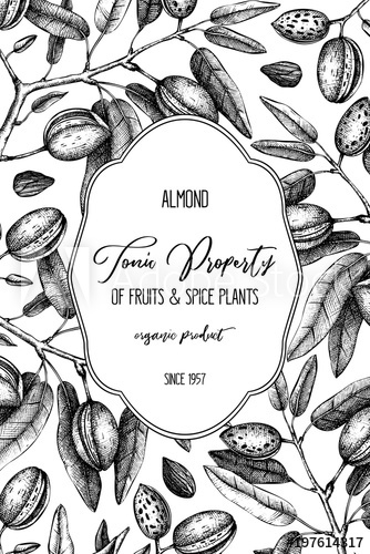 334x500 Vector Almond Background. Hand Drawn Nut Tree Sketch. Botanical - Almond Tree Sketch