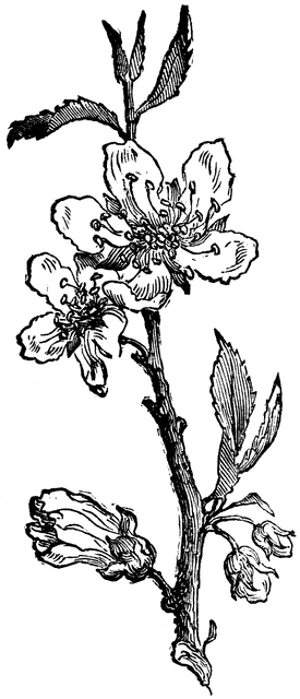 275x640 Almond Tree Clipart Etc - Almond Tree Sketch
