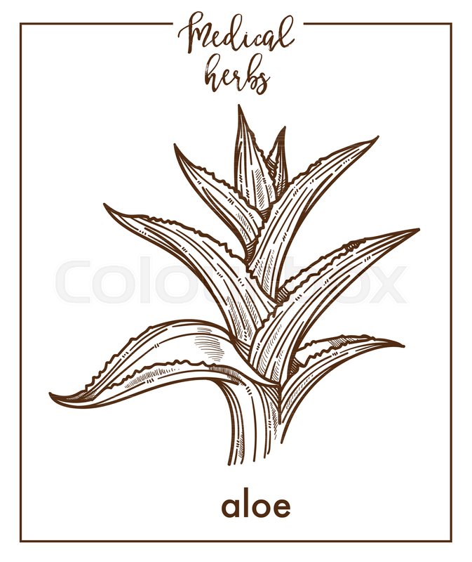 673x800 Aloe Medical Herb Sketch Botanical Design Icon For Medicinal Herb - Aloe Vera Sketch