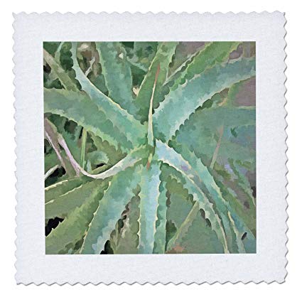 425x425 3drose Taiche - Aloe Vera Sketch