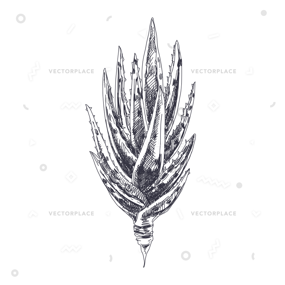 1000x1000 Beautiful Hand Drawn Aloe Vera Detailed Vector Illustration 74249 - Aloe Vera Sketch