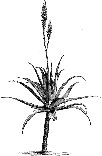 420x640 Drawn Shrub Aloe Plant - Aloe Vera Sketch
