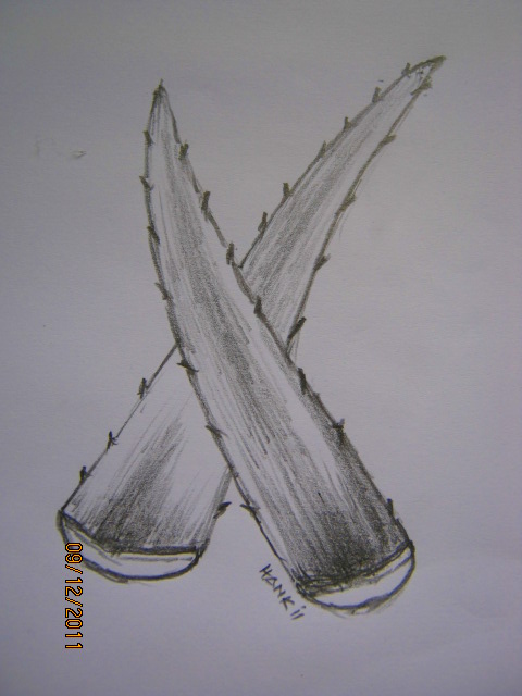 480x640 Rainbow Aloe Vera - Aloe Vera Sketch