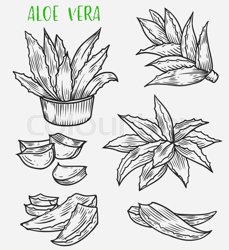 733x800 Sketch Of Aloe Vera In Pot And Its Leaves With Thorns. Cosmetic - Aloe Vera Sketch