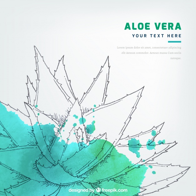 626x626 Watercolor Stain Background With Aloe Vera Sketch Vector Free - Aloe Vera Sketch