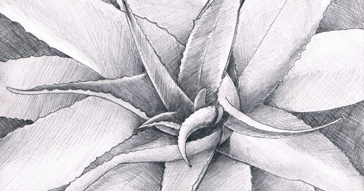1200x630 All Things Creative Aloe Vera Pencil Sketch - Aloe Vera Sketch