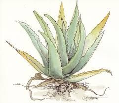 241x209 Aloe Drawing - Aloe Vera Sketch