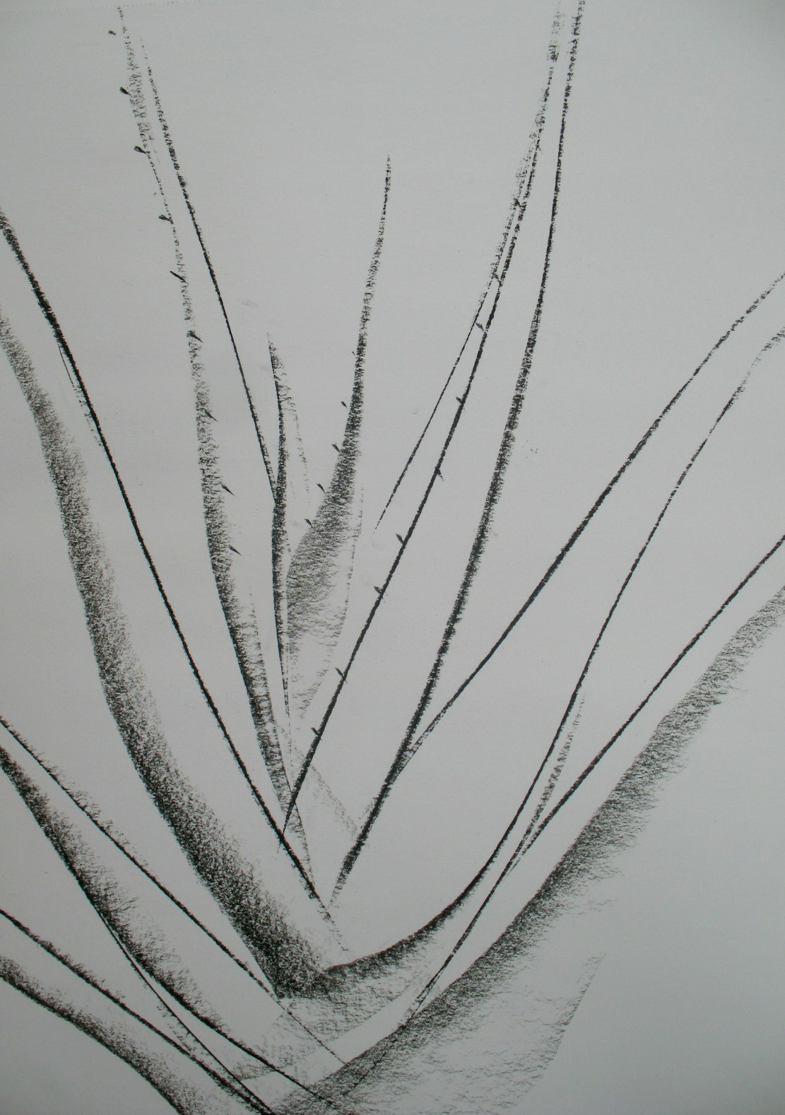 1111x1578 The Plum Tree Aloe Vera - Aloe Vera Sketch