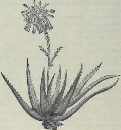 410x442 Aloe Vera Juice Free Amp - Aloe Vera Sketch