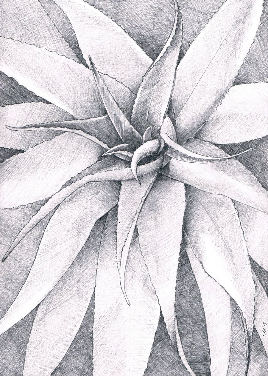 900x1260 Aloe Vera Sketch, Graphite, By Jenny Haslimeier Studies - Aloe Vera Sketch