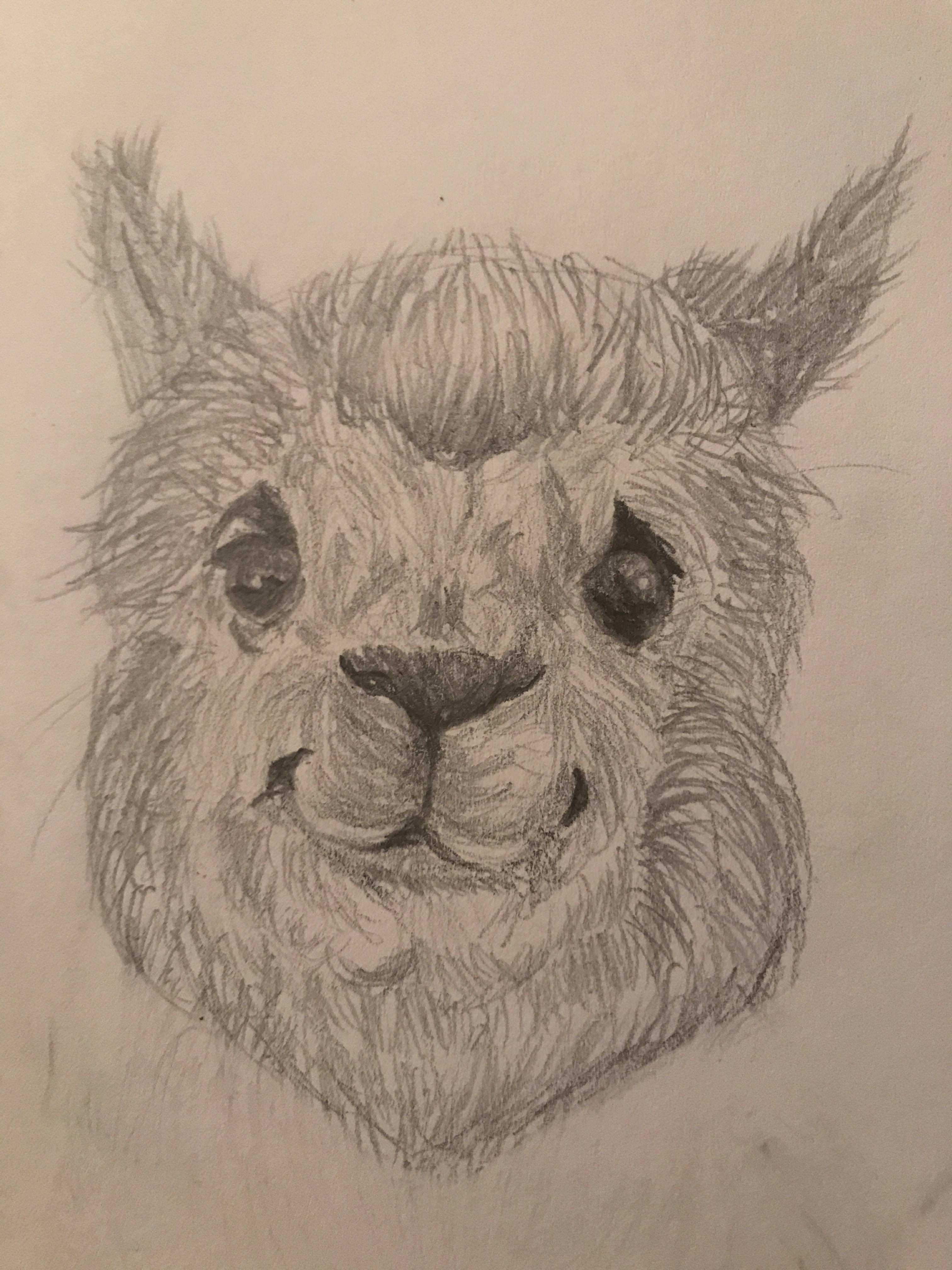 3024x4032 Alpaca Sketch - Alpaca Sketch