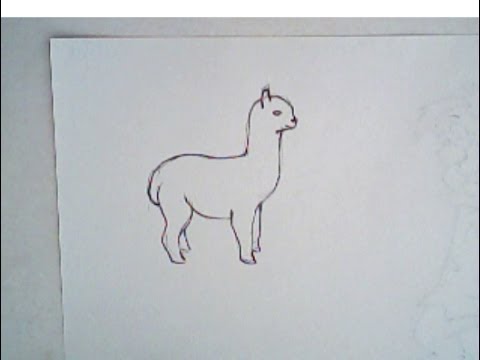 480x360 How To Draw An Alpaca (Simple Drawing) - Alpaca Sketch