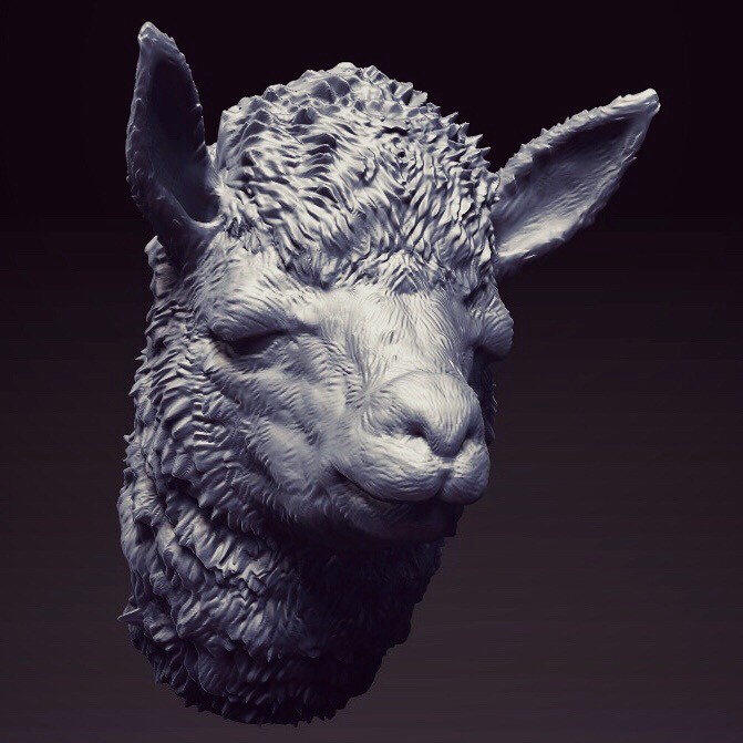 671x671 Jei Wang - Alpaca Sketch