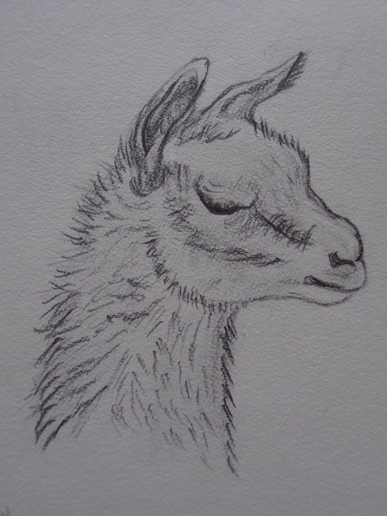1280x1707 Non Copyrighted Drawings Alpaca Sketch By Remylius Traditional - Alpaca Sketch