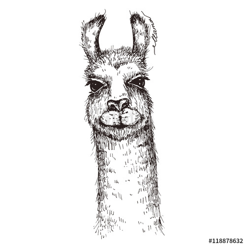 500x500 Vector Lama Head Illustration. Llama Or Alpaca Hand Drawn Ink - Alpaca Sketch