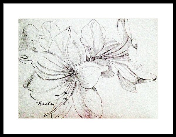 600x465 Amaryllis Sketch Framed Print By Nicole Curreri - Amaryllis Sketch