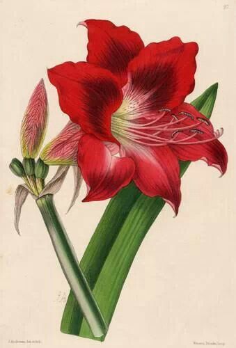 339x500 Amaryllis Drawing Watercolor Flowers, Botanical - Amaryllis Sketch
