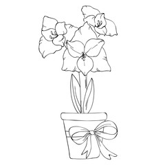240x240 Amaryllis Photos, Royalty Free Images, Graphics, Vectors Amp Videos - Amaryllis Sketch