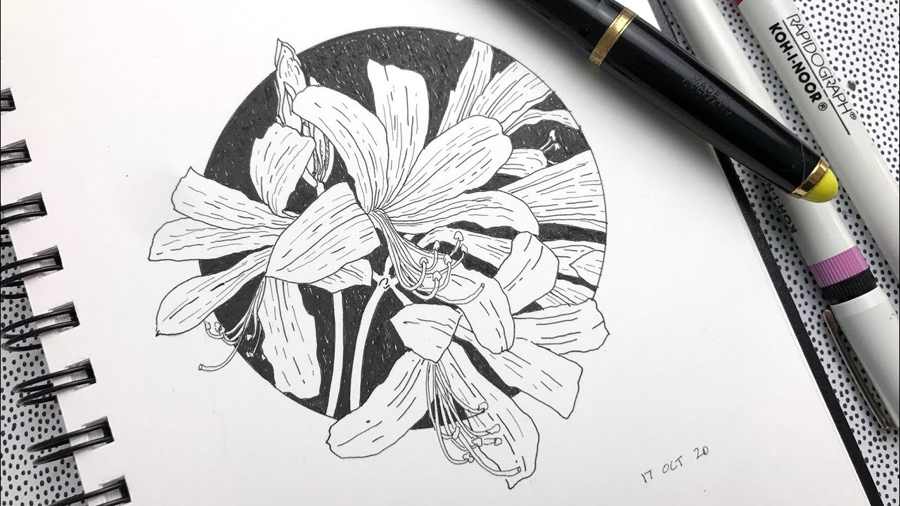 1280x720 Inktober 2017 ( 20) - Amaryllis Sketch