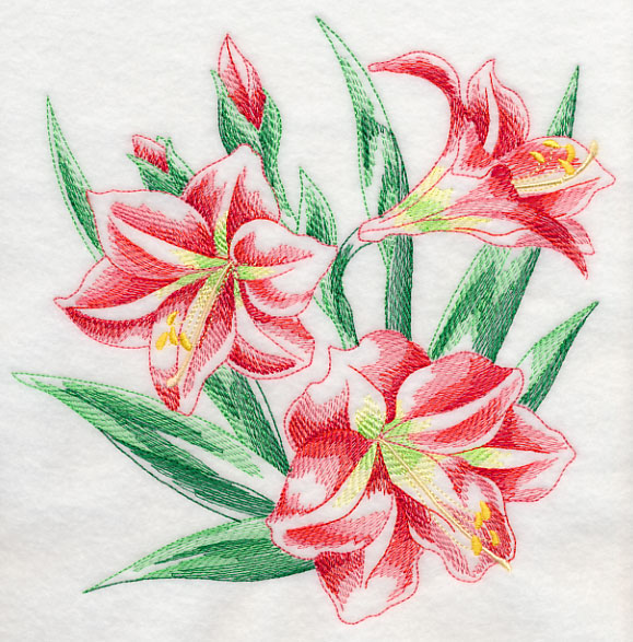 579x587 Machine Embroidery Designs - Amaryllis Sketch