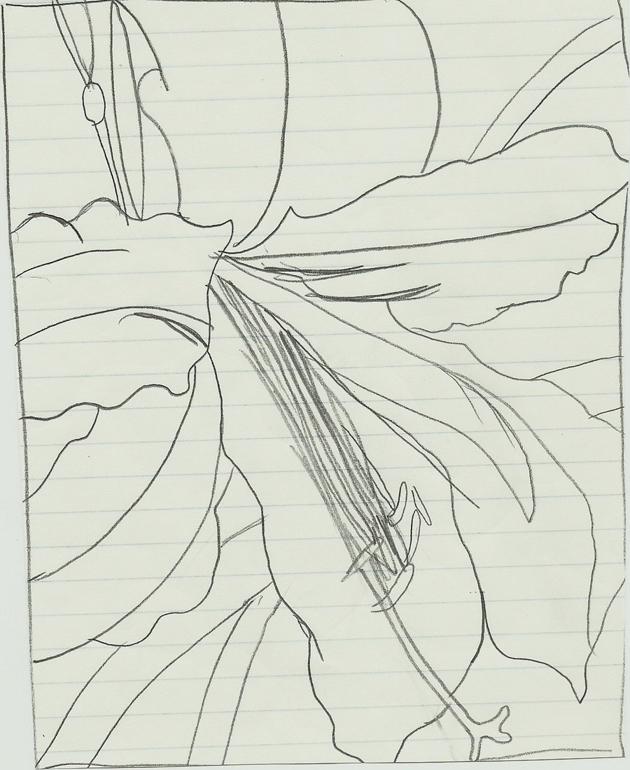 900x1100 Pop Amaryllis Sketch By Eslana - Amaryllis Sketch