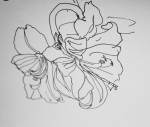 300x254 The Amaryllis Challange - Amaryllis Sketch