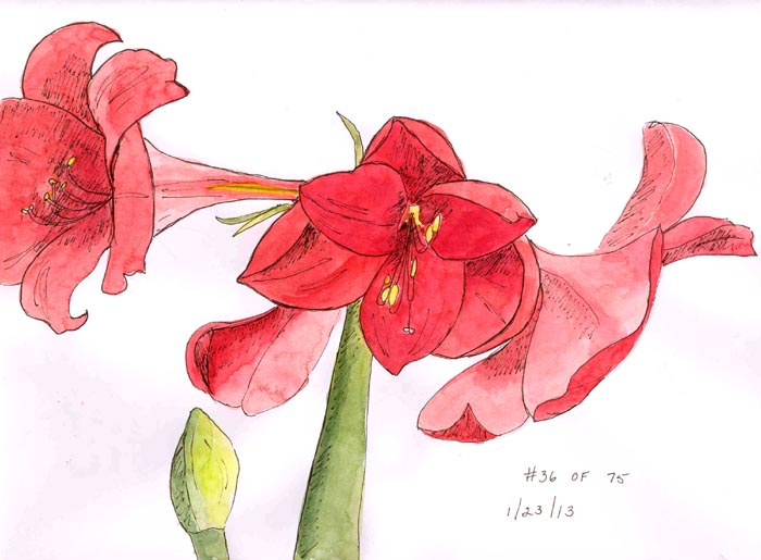 700x515 Isketch4fun Amaryllis In Pen And Ink And Watercolor - Amaryllis Sketch