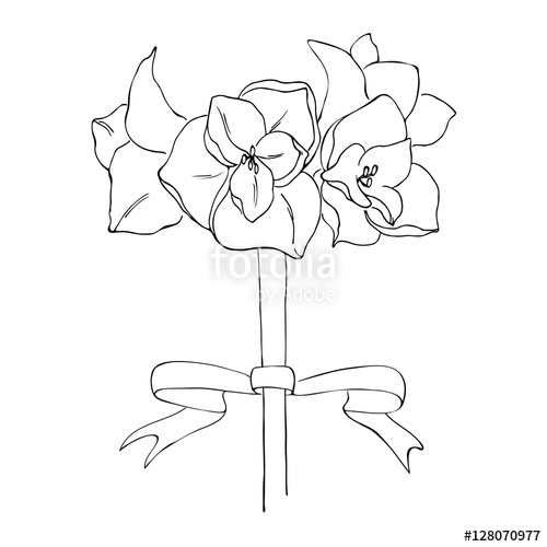 500x500 Vector Simple White Black Sketch Of Amaryllis Flower With Bow - Amaryllis Sketch