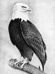 216x291 Bald Eagle Drawings Capturing The Magic Of A National Symbol - American Bald Eagle Sketches