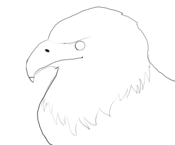 600x500 Bald Eagle Drawings - American Bald Eagle Sketches