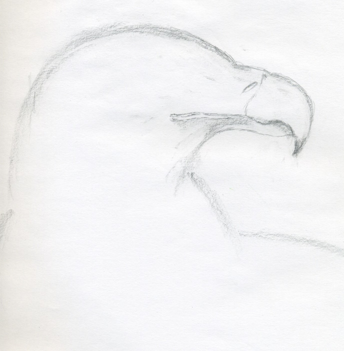 688x703 Draw A Bald Eagle - American Bald Eagle Sketches