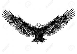 300x210 Eagle Flying Pencil Sketch Drawings Of American Bald Eagles - American Bald Eagle Sketches