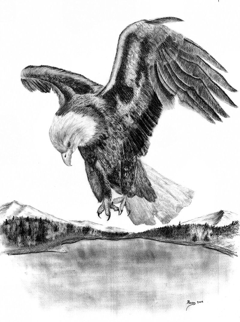 800x1071 Drawings Of American Bald Eagles Charcoal Drawing - American Bald Eagle Sketches