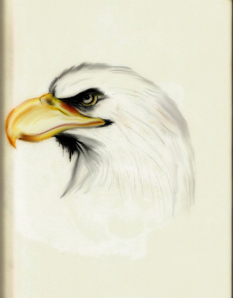 791x1011 American Bald Eagle Sketch By Sinisterseshoumaru - American Bald Eagle Sketches
