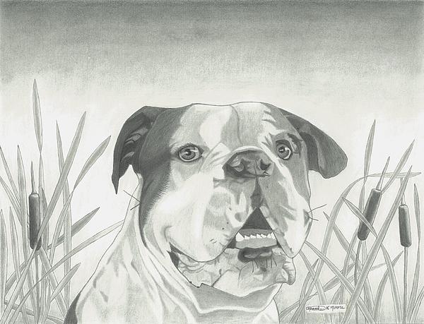 600x459 American Bulldog With Backround Drawing By Matthew Moore - American Bulldog Sketch