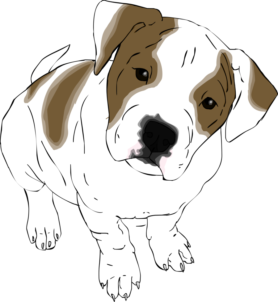 900x978 American Bulldog Sketch - American Bulldog Sketch