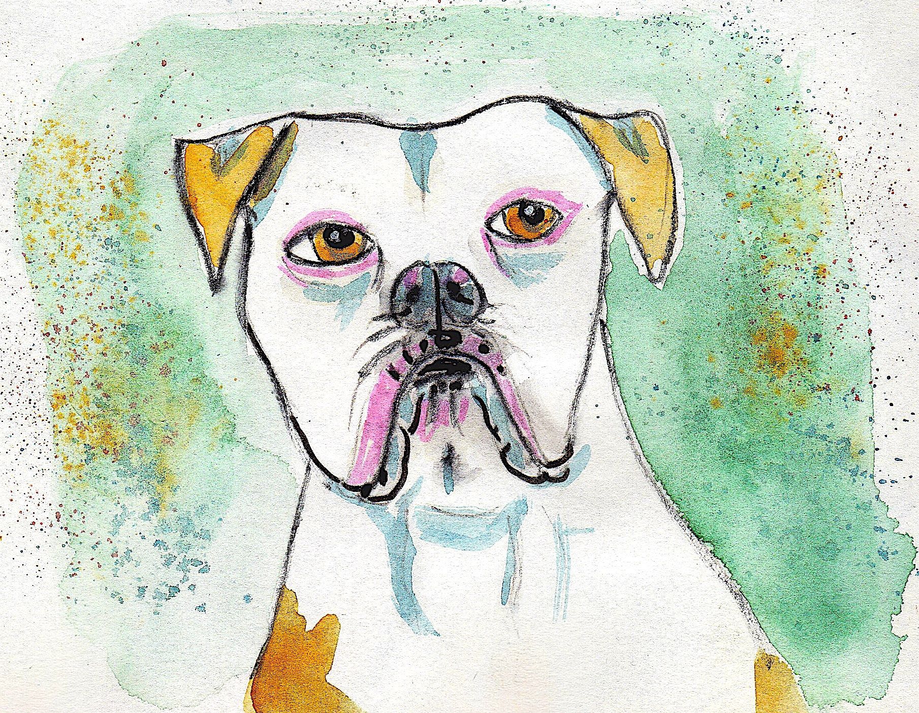 1809x1403 American Bulldog Watercolour.sketch Print A4 By Susiscauldron On - American Bulldog Sketch