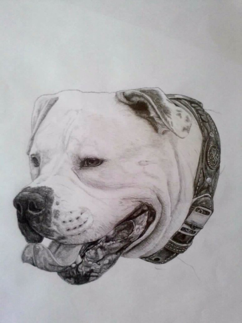 774x1032 American Bulldog In Pencil. By Lrwaters - American Bulldog Sketch