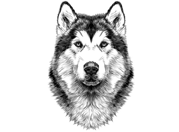 614x454 American Bulldog Puppy Dog Head Sketch - American Bulldog Sketch