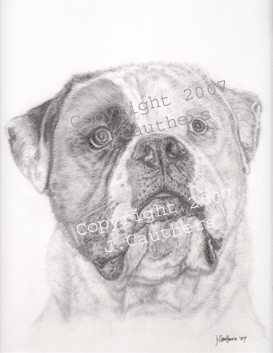 273x353 Cirius Kennels Pet Portraits And Drawings - American Bulldog Sketch