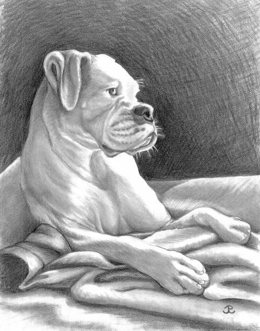 511x650 Daydreams By Jessica Rymarz - American Bulldog Sketch