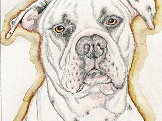 640x480 Drawn Bulldog Aggressive Dog - American Bulldog Sketch
