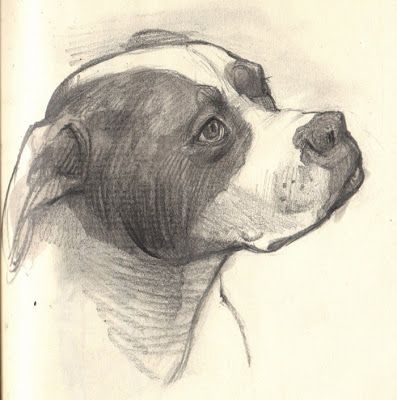 397x400 Gurney Journey Great Drawings And Sketches In 2018 - American Bulldog Sketch