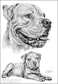 236x339 Hungry Bulldog By On @ - American Bulldog Sketch