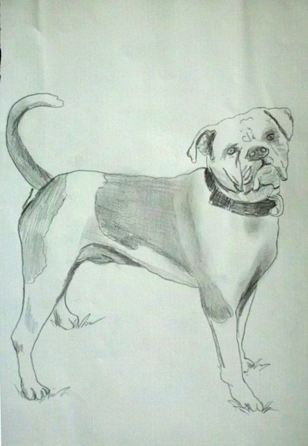 442x640 My Unfinished Drawing Of An American Bulldog. I Drew This - American Bulldog Sketch
