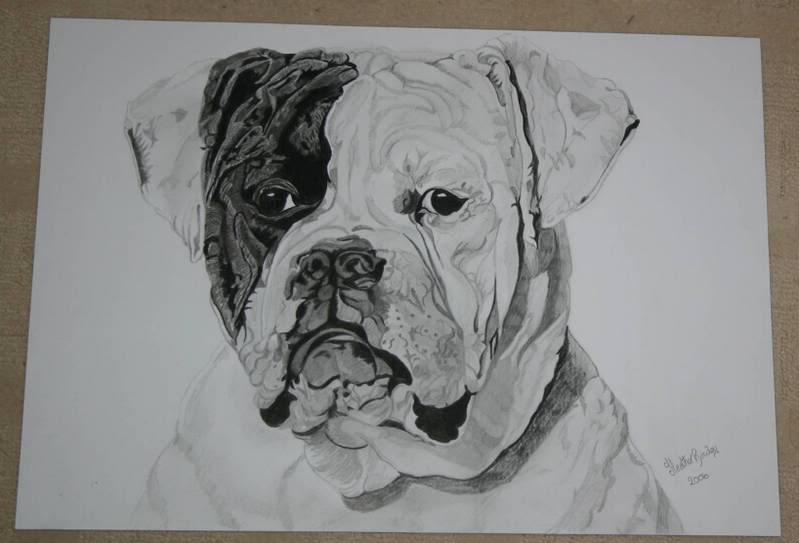 799x543 New Sketches For Sale American Bulldogs - American Bulldog Sketch