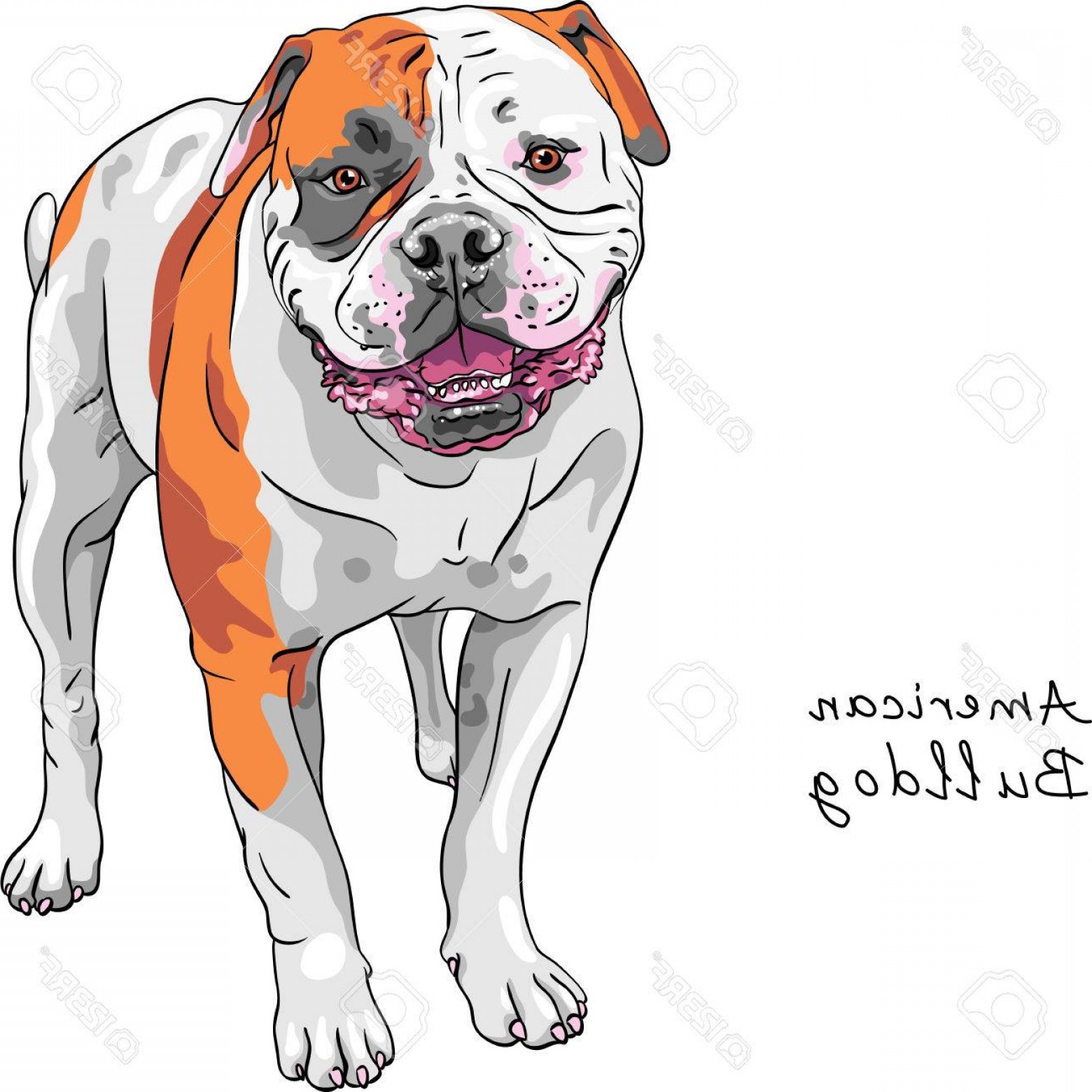 American Bulldog Sketch at Explore collection of