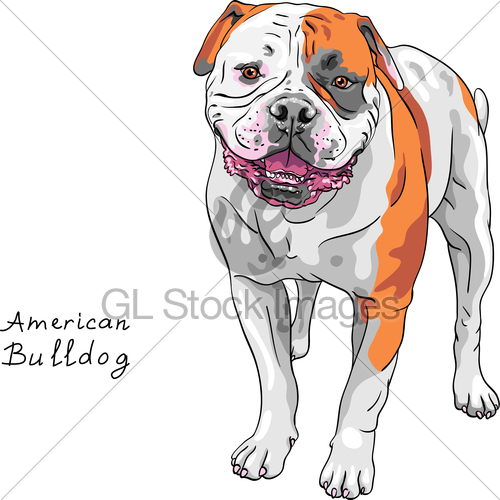 500x500 Vector Sketch Dog American Bulldog Breed Gl Stock Images - American Bulldog Sketch